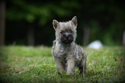 Les chiots de Cairn Terrier