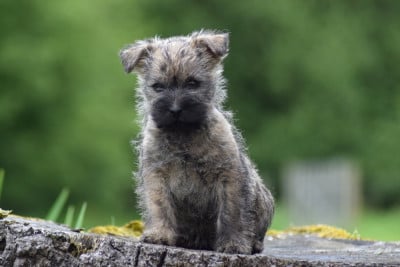 Les chiots de Cairn Terrier
