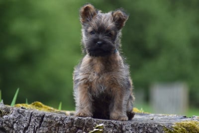 Les chiots de Cairn Terrier