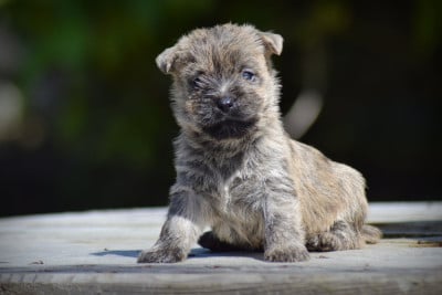 Cairn Terrier