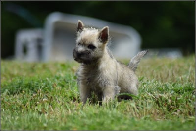 Les chiots de Cairn Terrier