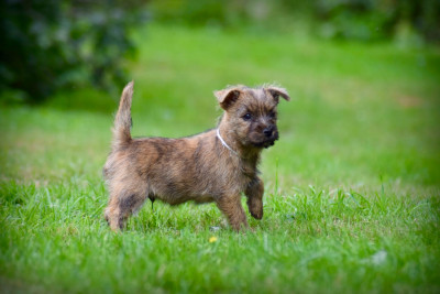 Les chiots de Cairn Terrier