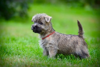 Les chiots de Cairn Terrier