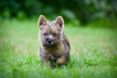 Les chiots de Cairn Terrier