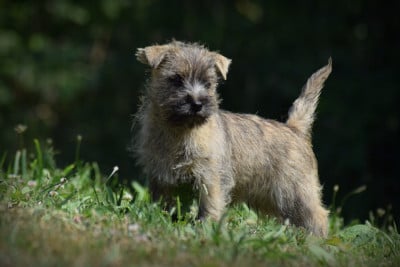 Les chiots de Cairn Terrier