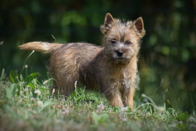 Les chiots de Cairn Terrier