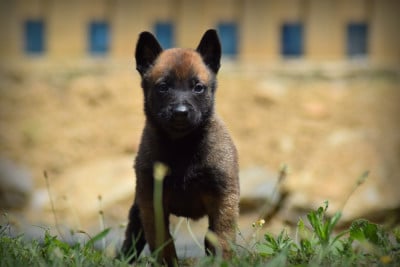 Les chiots de Berger Belge