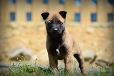 Les chiots de Berger Belge