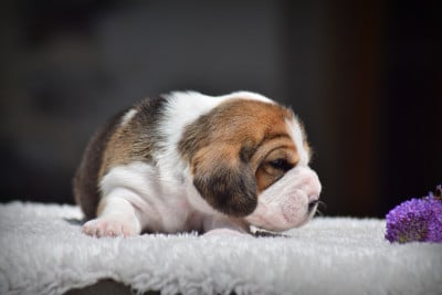 Les chiots de Beagle