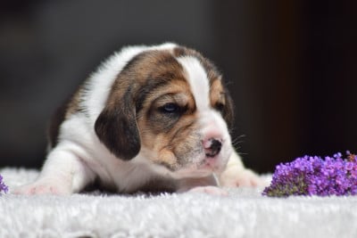 Les chiots de Beagle