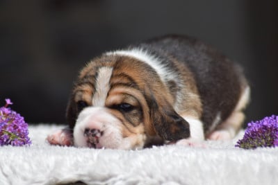 Les chiots de Beagle