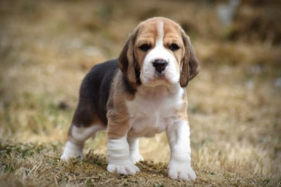 Les chiots de Beagle