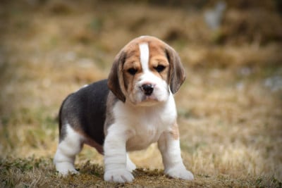 Les chiots de Beagle