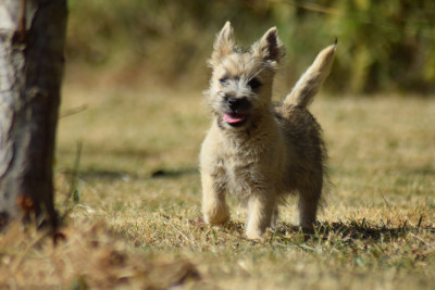 Les chiots de Cairn Terrier