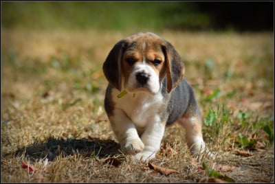 Les chiots de Beagle