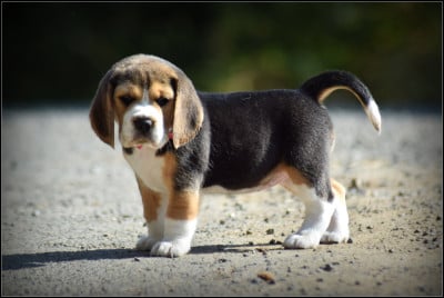 Les chiots de Beagle