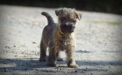 Cairn Terrier