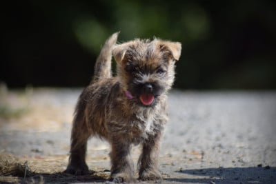 Femelle collier violet - Cairn Terrier