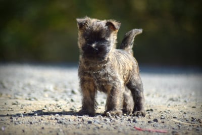 Les chiots de Cairn Terrier