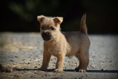 Les chiots de Cairn Terrier