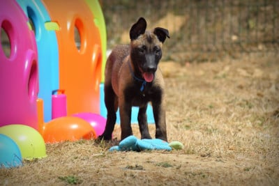 Les chiots de Berger Belge
