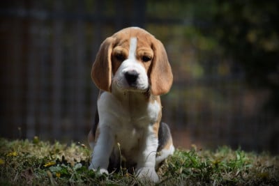 Les chiots de Beagle