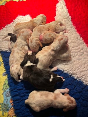 Les chiots de Beagle