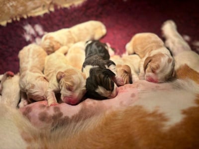 Les chiots de Beagle