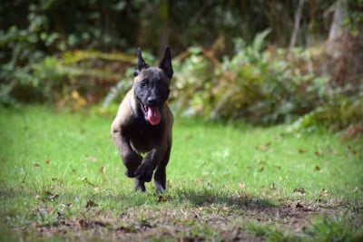 Les chiots de Berger Belge