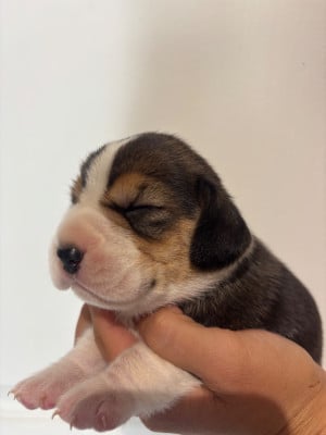 Les chiots de Beagle