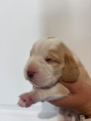 Les chiots de Beagle