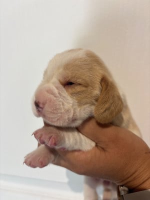 Les chiots de Beagle
