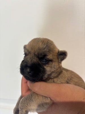 Femelle - Cairn Terrier