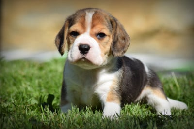 Les chiots de Beagle