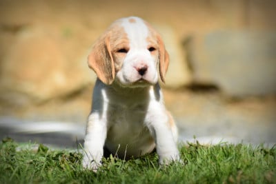 Les chiots de Beagle