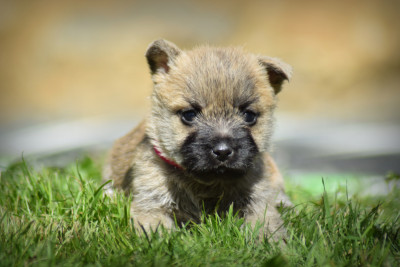 Les chiots de Cairn Terrier