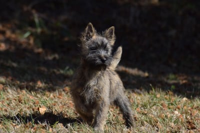 Les chiots de Cairn Terrier