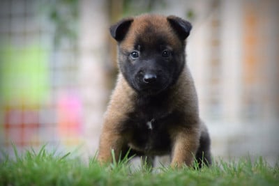 Les chiots de Berger Belge