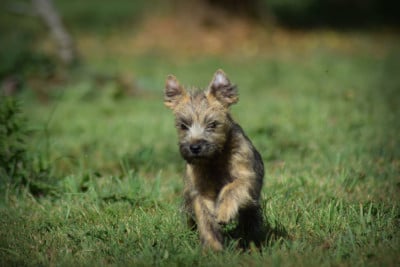 Les chiots de Cairn Terrier