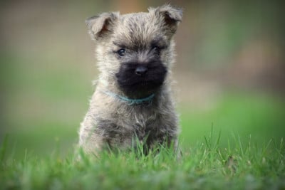 Les chiots de Cairn Terrier