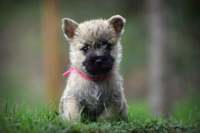 Les chiots de Cairn Terrier