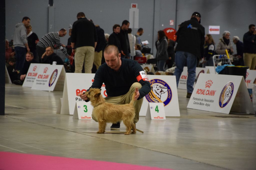 Pin-up de la vallée Caid - TRES PROMETTEUR EN CLASSE PUPPY