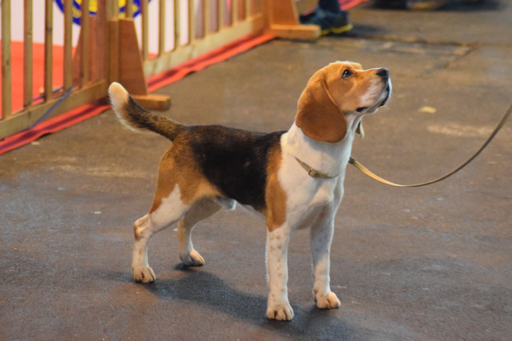 Othello des vallées d argoat - 1 ER EXCELLENT CLASSE INTERMEDIAIRE