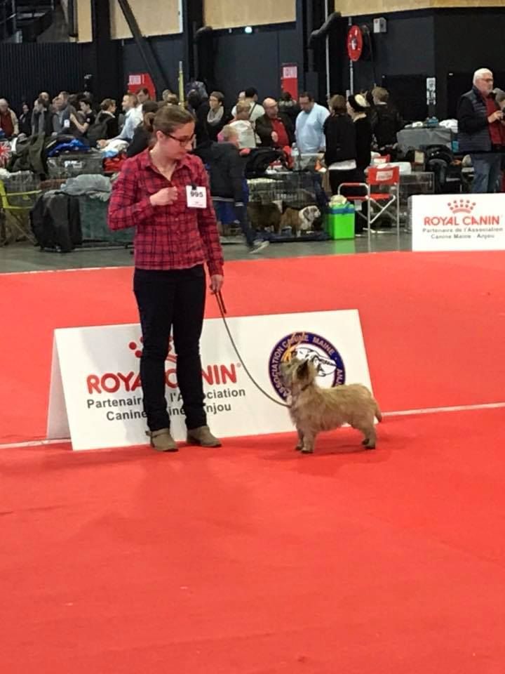 I love u de la vallée Caid - Excellent en classe ouverte femelle