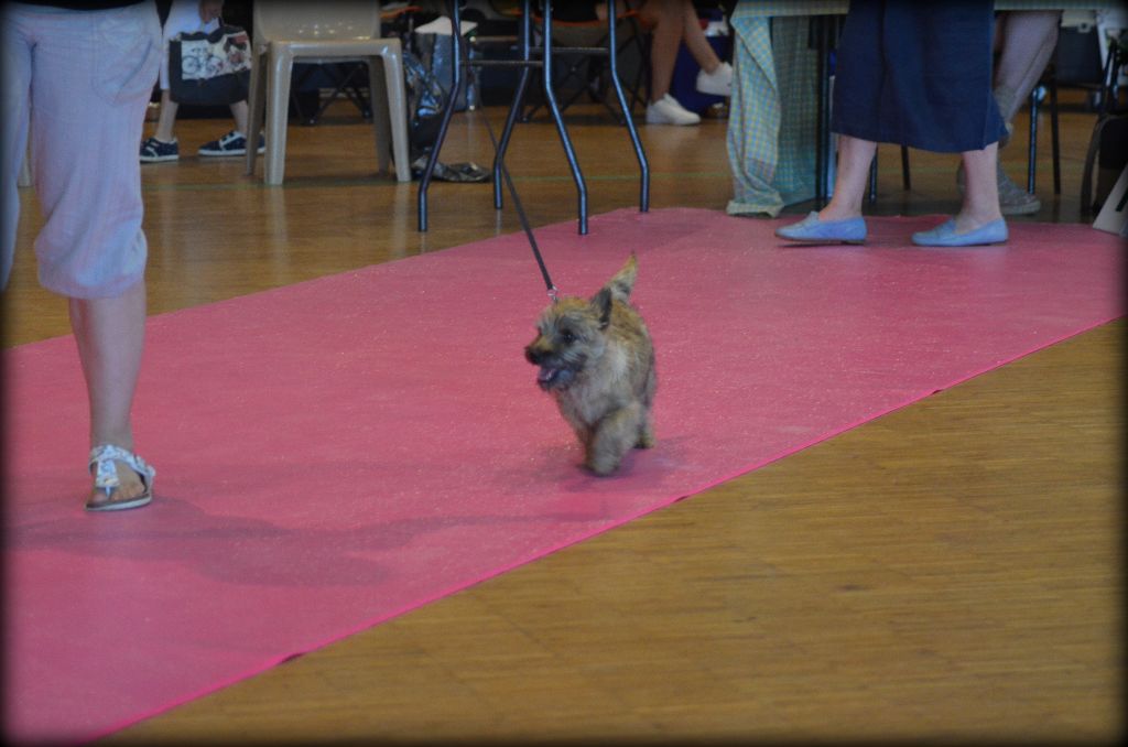 Only you de la vallée Caid - Très Prometteur - Meilleure Baby de Race