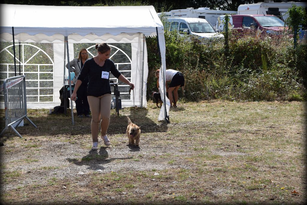 Only you de la vallée Caid - Très prometteur - Meilleure Puppy de race