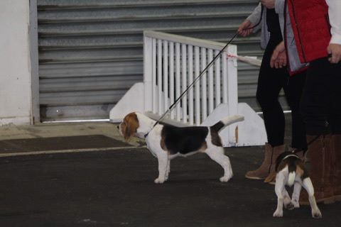 Perros guirec de la vallée Caid - Très Prometteur classe baby