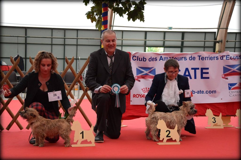 Only you de la vallée Caid - Très Prometteur - Meilleure Puppy de Race - 3e Puppy de la Nationale d'Elevage