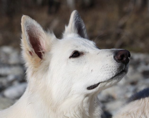 E'gioia des écrins de Sirius
