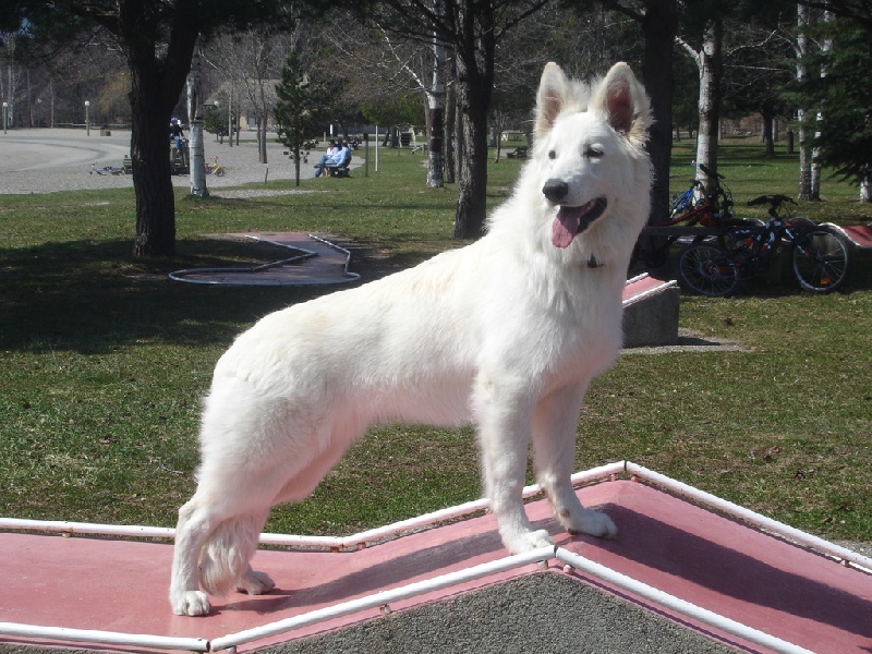 E'gioia des écrins de Sirius